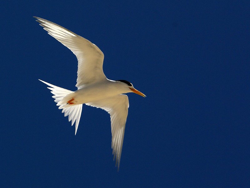 351 - fairy tern in flight no 1 - SMITH JOHN R. - australia.jpg